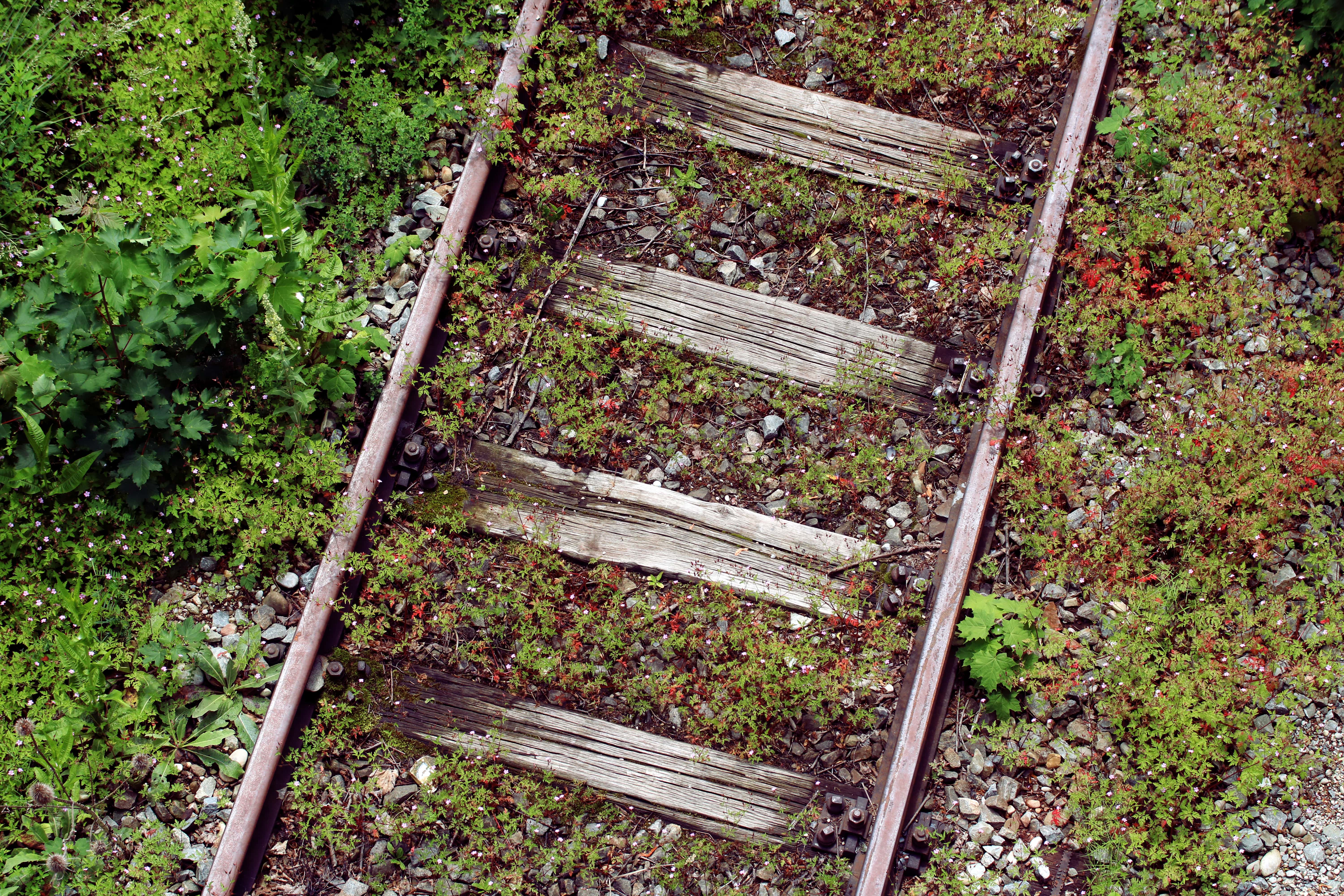 Old Railway Routes: An old overgrown railway track.